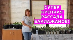 КАк вырастить баклажаны без проблем