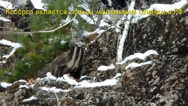 Видеоролик о защите природы