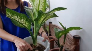 Dieffenbachia propagation status update | Dumbcane propagation  update | Pearl Lifestyle TV