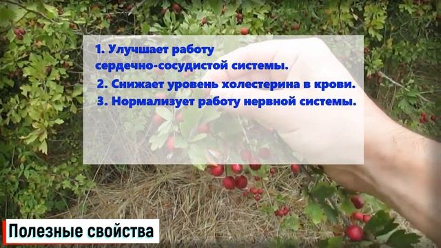 Боярышник: Польза и Вред Кратко и Понятно! смотреть онлайн