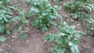 Легкий и простой способ борьбы с проволочником и заболеваниями картофеля