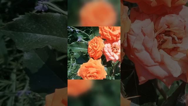 Розы. Виды и сорта. смотреть онлайн