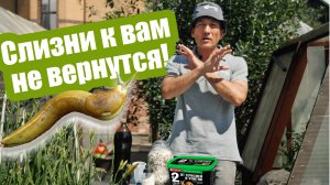 Как бороться со слизнями на участке, если народные советы не работают! Средства и ловушки от слизней