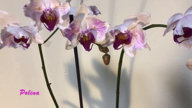 ОРХИДЕИ. Невероятная удача - сразу две новые бабочки и одна "солнечная" орхидеи! MY NEW ORCHIDS! смотреть онлайн