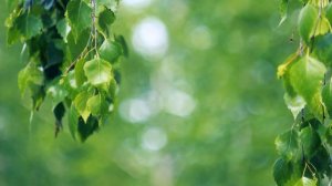 Футаж — Красивые ветки березы. Березка. Футажи (footage) красивая природа [FullHD]