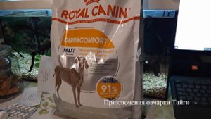 Немецкая овчарка в квартире.