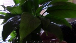 Цветочный душ, для комнатных цветов. Душ.