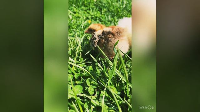 Откуда пришли к нам куры Брама? смотреть онлайн