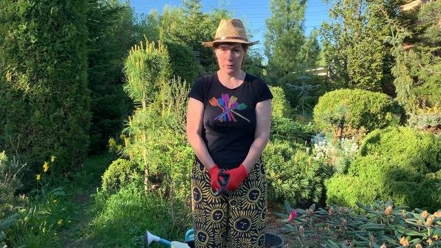Рододендроны. Как правильно подкормить и ухаживать за ними