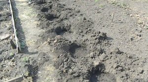 САМЫЙ ПРОСТОЙ И БЫСТРЫЙ СПОСОБ ПОСАДКИ КАПУСТЫ БЕЗ РАССАДЫ!