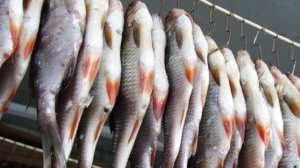 ловлю ельца,хороший клёв!(Рыбалка Иркутская Область)