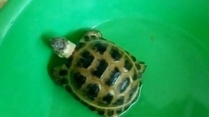 Как правильно купать сухопутных черепах????