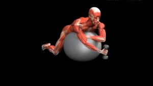 Подъемы гантели на бицепс лежа на мяче Stability Ball Biceps Curl Dumbbell