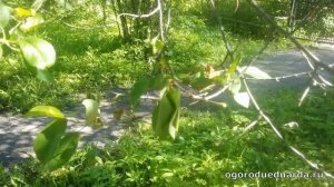 Рассказываю почему у вишни сохнут листья и ветки И рассказываю что с этим делать