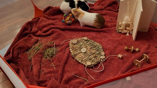 Guinea Pig Corner: Piggy Playtime смотреть онлайн