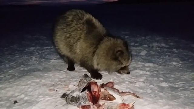 Произведен ремонт рамы ДЖИМНИКА(1) смотреть онлайн