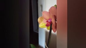 Мои новые красотки- орхидеи