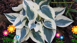 Хоста гибридная Великий побег. Краткий обзор, описание характеристик hosta hybrida Great Escape