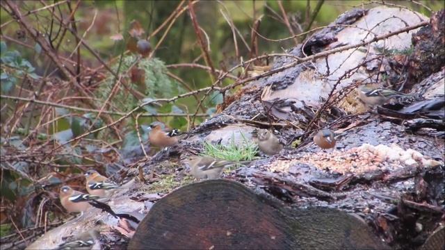 High Speed Burst on Canon Powershot SX510HS смотреть онлайн