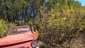 Нашли старый запорожец в лесу !