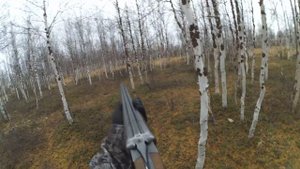 Охота с подхода на белую куропатку