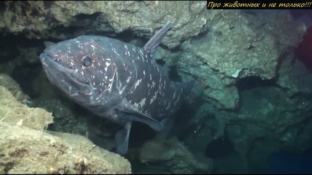 РЫБАКИ МАДАГАСКАРА случайно поймали ископаемое СУЩЕСТВО! ОНО появилось ещё до ДИНОЗАВРОВ! смотреть онлайн