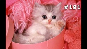 #191. Кошки (В мире животных)