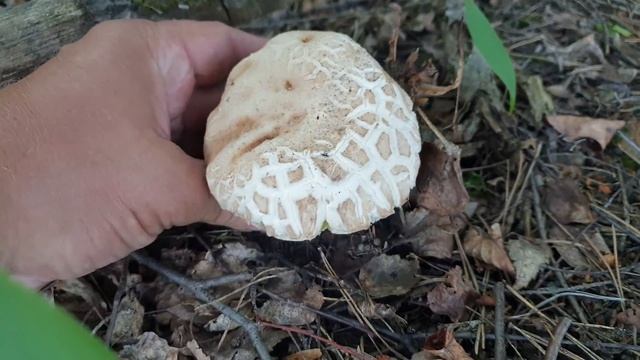 Гриб баран пробуем на вкус ! Лисички по берёзовым опушкам есть ! Грибы 2021 ! смотреть онлайн