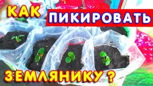 Пикировка земляники из семян. Как пикировать землянику? Крупным планом все тонкости Подробно #3