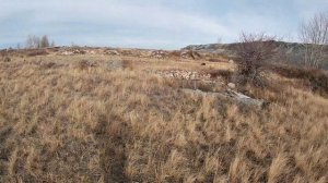 Охота на зайца с собакой 2021.Ягдтерьер по зайцу.German jagdterrier hunting a hare