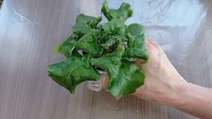 Фиалка Старт. Что это?