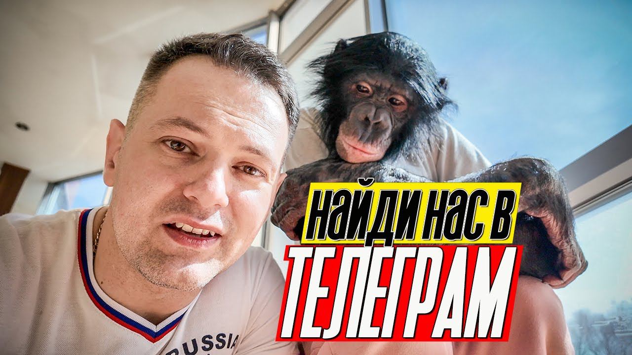 ЧТО МЫ ПРЯЧЕМ В ТЕЛЕГРАМ? Найди тайный авторский контент! / Планета обезьян в Карагандинском цирке смотреть онлайн