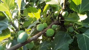 Инжир Жёлтый Медовый летом 2021г.