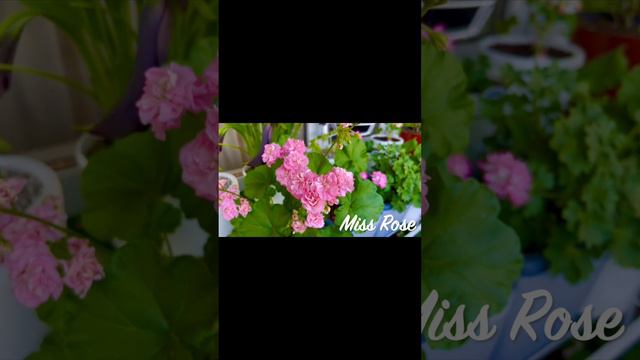 Пеларгония Miss Rose ( корейская селекция)🌸 Невероятно красивая пеларгония!!!