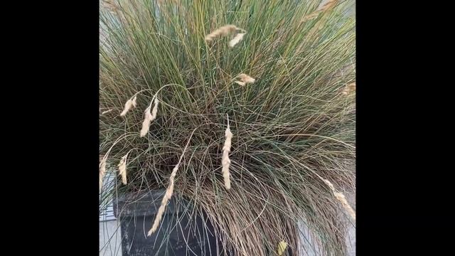 Git смотреть онлайн