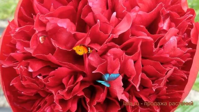 Пион травянистый Комманд Перформанс (paeonia) ? обзор: как сажать, луковицы пиона Комманд Перформан смотреть онлайн