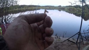 РЕКА ВЕТЛУГА. РЫБАЛКА НА ФИДЕР С НОЧЕВКОЙ. ПЛОТВА, ЕЛЕЦ, СОПА И НЕ ТОЛЬКО.