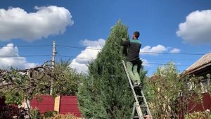 Опрыскивание деревьев. Стрижка и чистка туй и можжевельников.