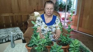 26 января 2021 г Эустома. Зимовка в  домашних условиях.