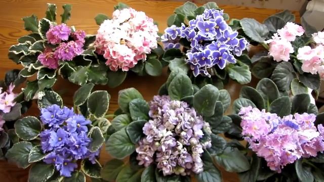 Секретный раствор для полива фиалок!!! Фиалки как ухаживать чтобы цвели и радовали!