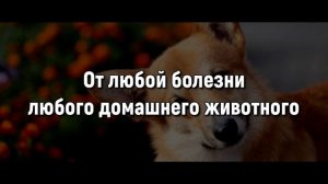 Заговоры для лечения домашних животных. Если ваше животное заболеет.