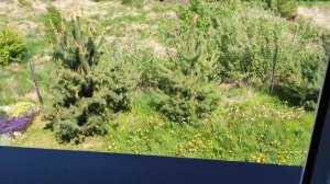 Покос травы на участке До и После 14.05.2023 г.