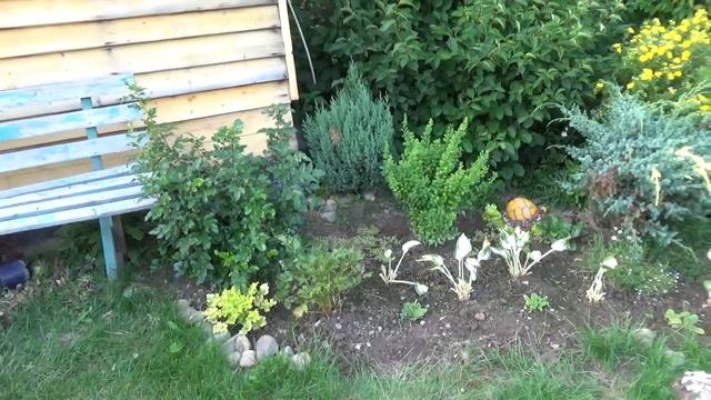 Я была только набегами на даче ,собирала огурцы , помидоры и поливала когда давали воду . смотреть онлайн