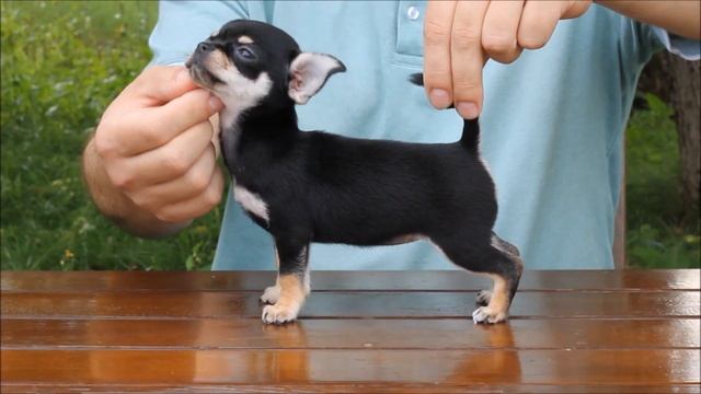 Девочка черно-подпалого окраса смотреть онлайн