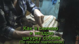 Как я снимаю и мездрю шкурку соболя  +18 Не для впечатлительных