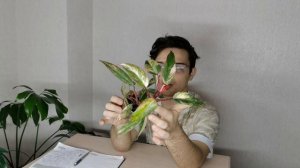 ТОП - 20 РЕДКИХ Филодендронов в МОЕЙ Коллекции//Немного о них.