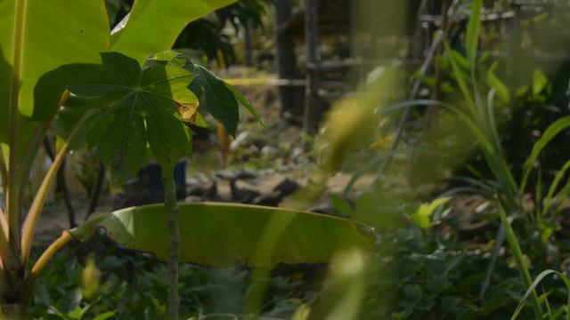 How we make use of Bunot (Coconut Husk) in preparing our planting beds смотреть онлайн