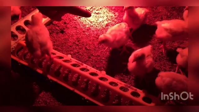 Перевод бройлера на натуральный корм. Conversion of broilers to natural feed смотреть онлайн