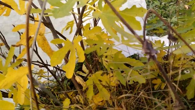 Инжир Браун Турке. Урожай 2018. смотреть онлайн