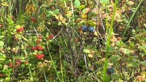 Ыныкчан. Лирические воспоминания